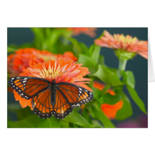 A Viceroy Butterfly on Orange Zinnias