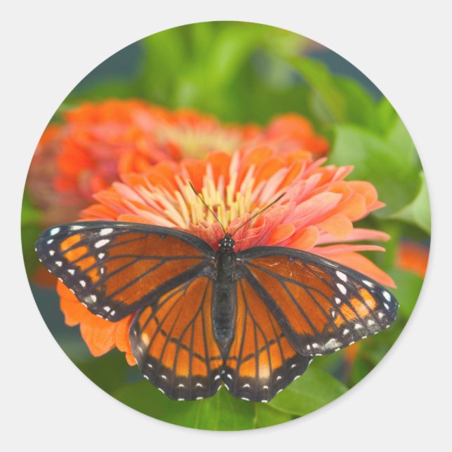 A Viceroy Butterfly on Orange Zinnias Classic Round Sticker (Front)
