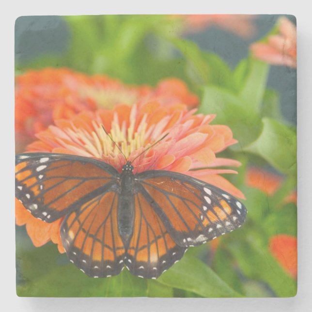 A Viceroy Butterfly on Orange Zinnias Stone Coaster (Front)