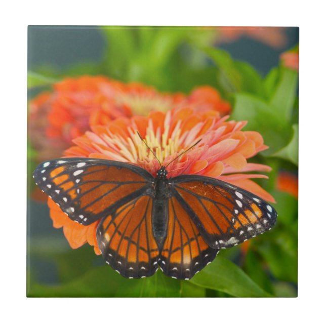 A Viceroy Butterfly on Orange Zinnias Tile (Front)