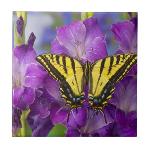 A Viceroy Butterfly on Purple Glads Tile