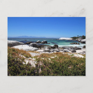 A view of Boulders beach and its famous penguins Postcard