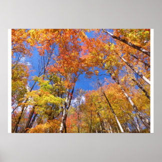 A View of Fall Poster