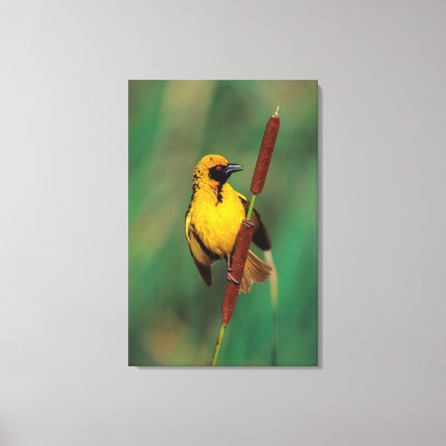 A Village Weaver calling while perched on a reed Canvas Print (Front)