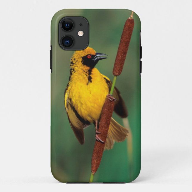 A Village Weaver calling while perched on a reed Case-Mate iPhone Case (Back)