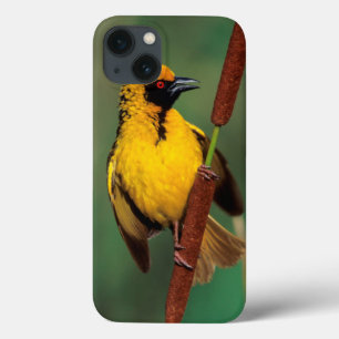 A Village Weaver calling while perched on a reed iPhone 13 Case