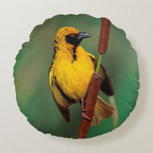 A Village Weaver calling while perched on a reed Round Cushion