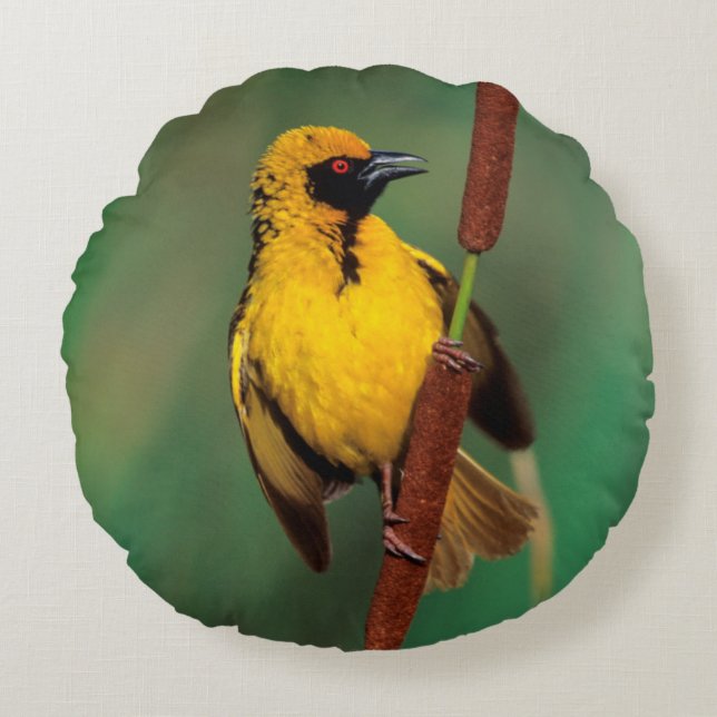 A Village Weaver calling while perched on a reed Round Cushion (Front)
