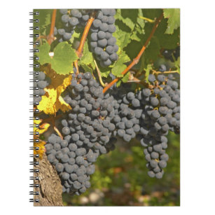 A vine with ripe Merlot grape bunches - Chateau Notebook