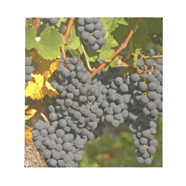 A vine with ripe Merlot grape bunches - Chateau Notepad (Front)