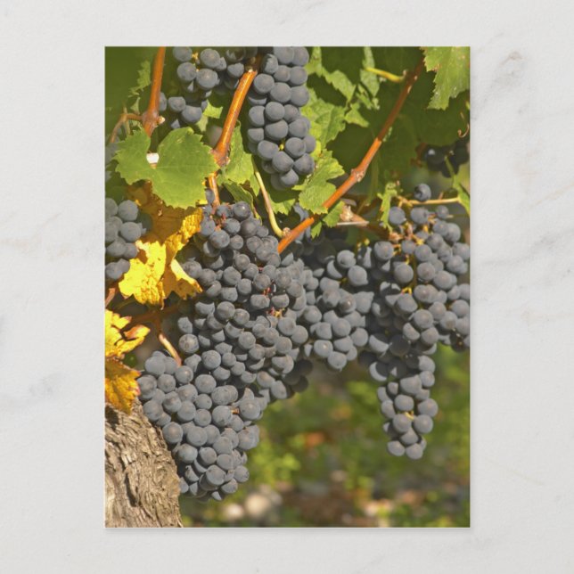 A vine with ripe Merlot grape bunches - Chateau Postcard (Front)