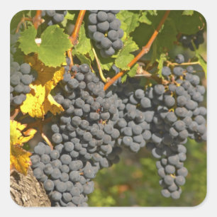 A vine with ripe Merlot grape bunches - Chateau Square Sticker