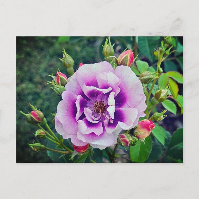 A violet rose postcard (Front)