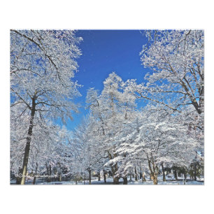 A VISION IN WHITE / FIRST SNOWFALL TURNS TREES ALL PHOTO PRINT