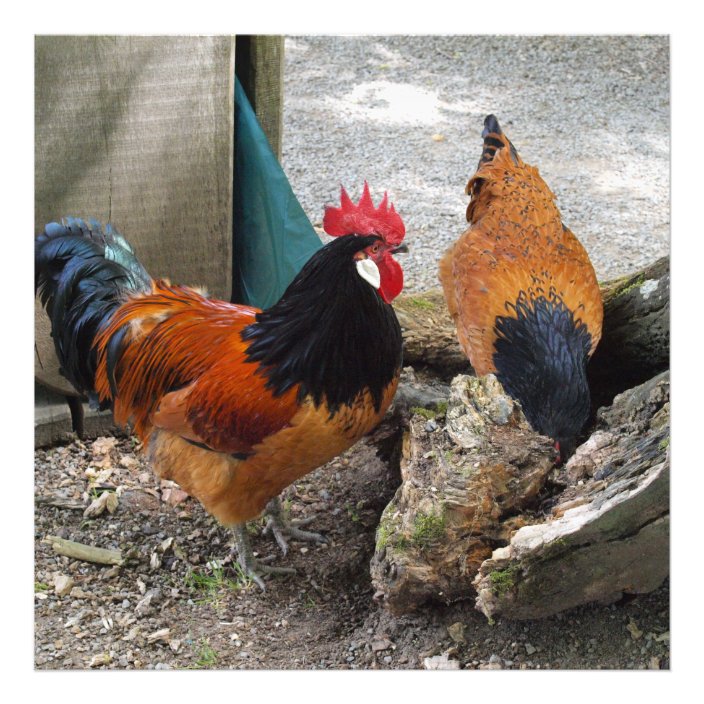 A Vorwerks Chicken Pair Rooster And Hen Eating Photo Print Zazzle co uk