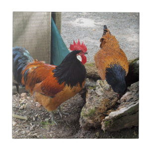 A Vorwerks Chicken pair, Rooster and Hen Eating Tile