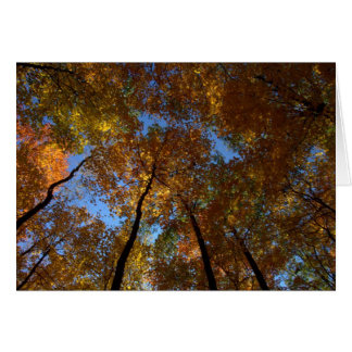 A Walk At Charleston Falls #18