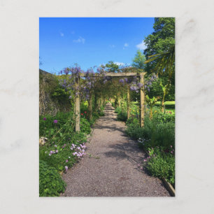A Walk through Wisteria Postcard