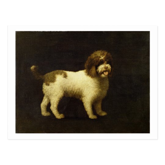 A Water Spaniel, 1769 (oil on canvas) Postcard