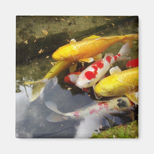 A waterway full of Japanese koi carps Magnet (Front)