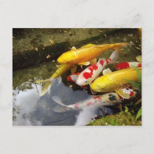 A waterway full of Japanese koi carps Postcard