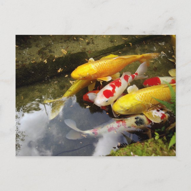A waterway full of Japanese koi carps Postcard (Front)