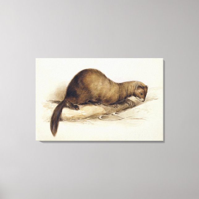 A Weasel, 1832 (w/c, pen, ink, gouache and gum ove Canvas Print (Front)