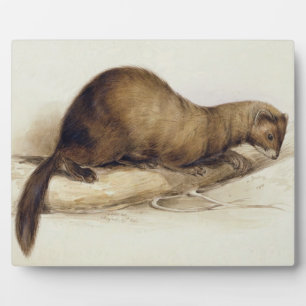 A Weasel, 1832 (w/c, pen, ink, gouache and gum ove Plaque