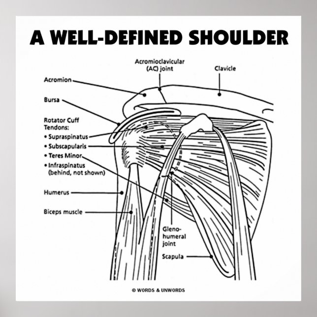 A Well-Defined Shoulder (Anatomical Humour) Poster (Front)