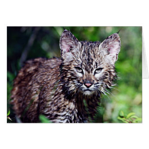 A Wet Little Bobcat Kitten
