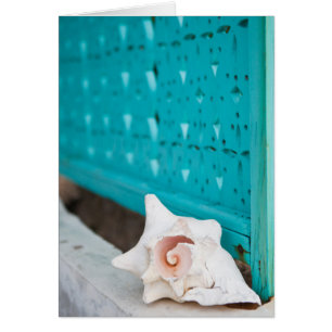 A White And Pink Jamaican Sea Shell Sits Alone