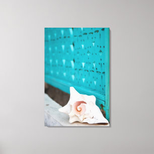 A White And Pink Jamaican Sea Shell Sits Alone Canvas Print
