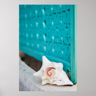 A White And Pink Jamaican Sea Shell Sits Alone Poster