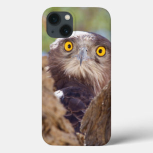 A White-breasted Snake Eagle iPhone 13 Case