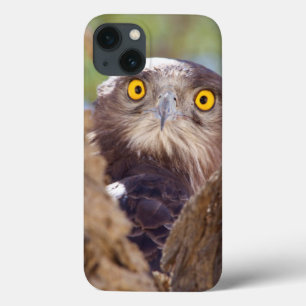 A White-breasted Snake Eagle iPhone 13 Case