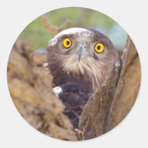 A White-breasted Snake Eagle Classic Round Sticker