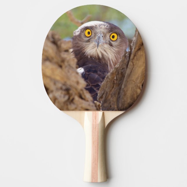 A White-breasted Snake Eagle Ping Pong Paddle (Front)