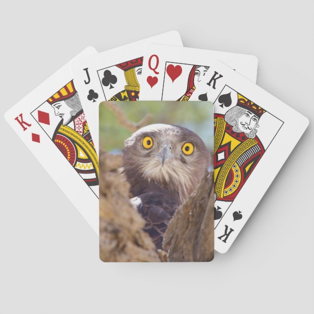 A White-breasted Snake Eagle Playing Cards (Back)