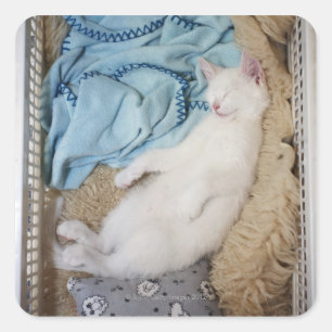 A white cat sleeping in a laundry basket, square sticker
