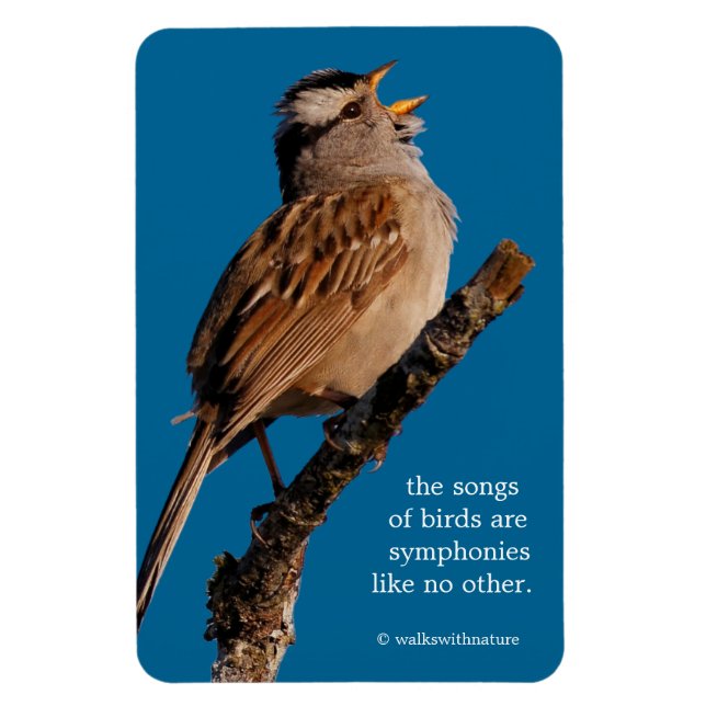 A White-Crowned Sparrow Sings to the Sun Magnet (Vertical)