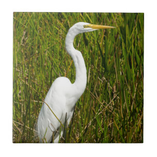 A White Egret in the Marsh Tile