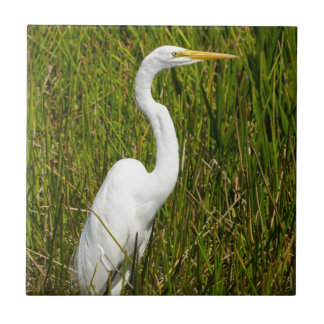 A White Egret in the Marsh Tile