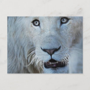 A White Lion in South Africa Postcard
