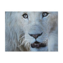 A White Lion in South Africa