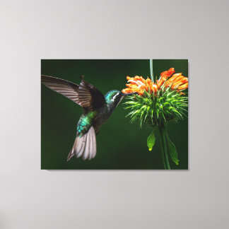 A White Mountain-gem Savours the Nectar of a Flowe Canvas Print