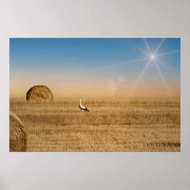 A white stork  poster (Front)