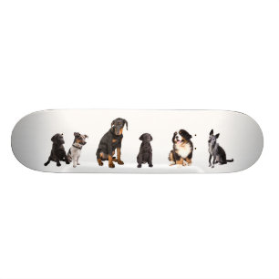 a whole lot of dogs skateboard