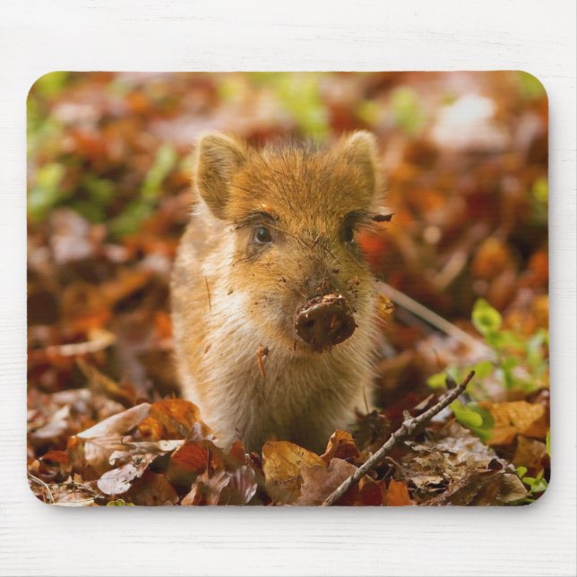 A Wild Boar Piglet Sus Scrofa in the Autumn Leaves Mouse Mat (Front)