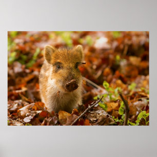 A Wild Boar Piglet Sus Scrofa in the Autumn Leaves Poster