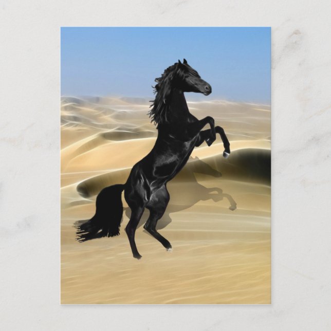 A wild rearing black stallion postcard (Front)